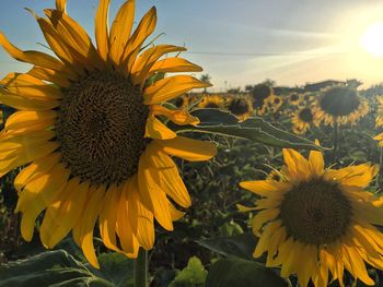 Close-up of sunflower on field against sky
