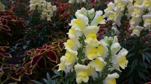 Close-up of yellow flowers blooming outdoors