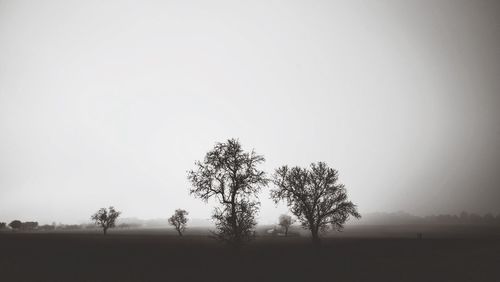 Trees on field