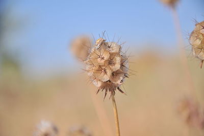 Close-up of dried plant