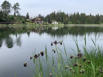 Scenic view of lake by trees