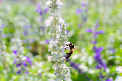 Close-up of bee on flower