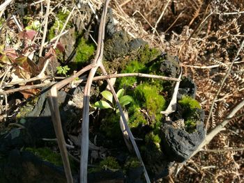 Close-up of fresh green plants