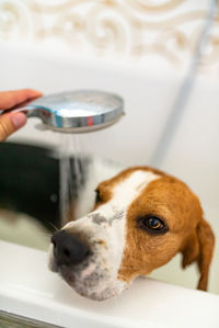 High angle view of dog taking bath in bathtub