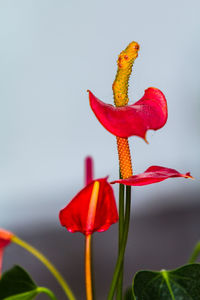 Close-up of red flower against sky