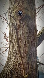 Low angle view of bird perching on tree