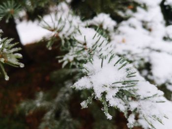 Close-up of snow covered pine tree