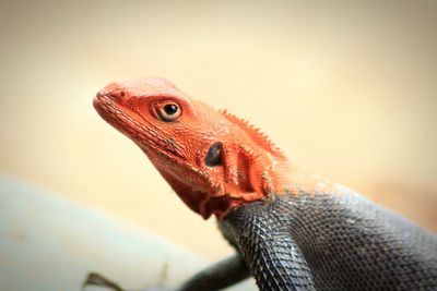 Close-up of lizard