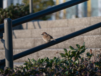 Bird perching on railing