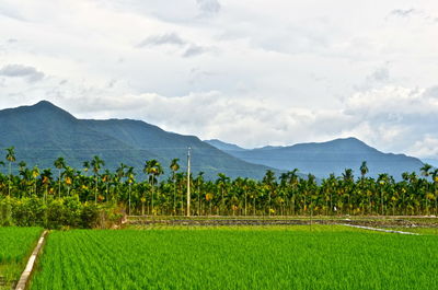 Scenic view of agricultural field against sky