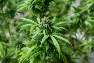 Close-up of fresh green plant