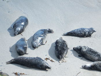 High angle view of crab on beach