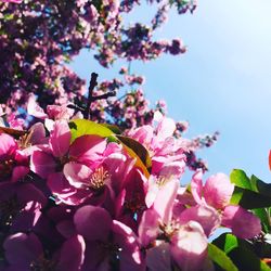 Low angle view of pink flowers