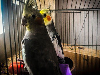 Close-up of parrot in cage at home