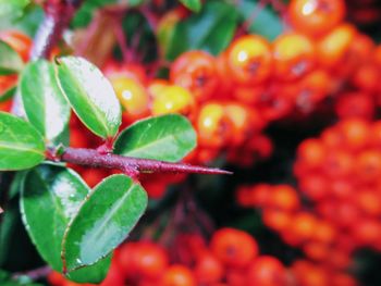 Close-up of red berries growing on plant