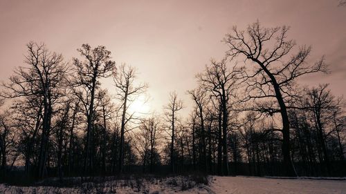 Bare trees on snow covered landscape