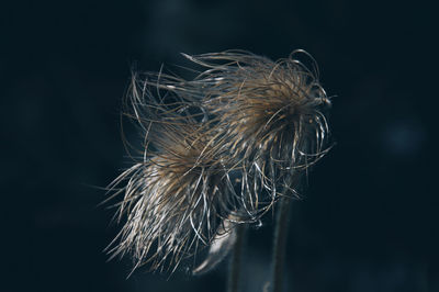 Close-up of dried dandelion against black background