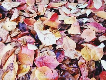 Full frame shot of leaves