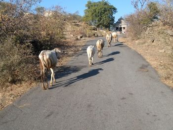 Cows walking on road