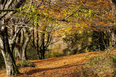 Trees in forest during autumn