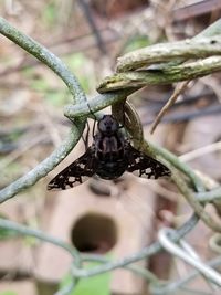 Close-up of turtle on plant