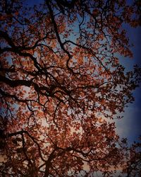 Low angle view of cherry blossom tree