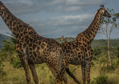 Giraffe in a field