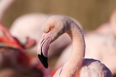 Close-up of bird