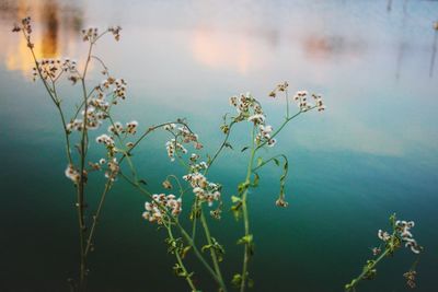 Close-up of plants against lake