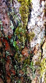 Close-up of moss growing on tree trunk