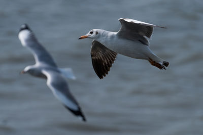 Laridae fly in the air seagull flying over sea try to catch fish to get food.