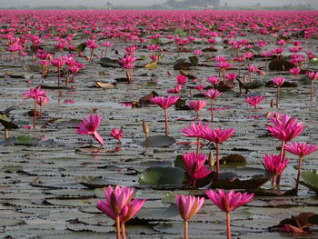 Pink lotus water lily in lake