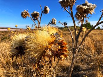 Close-up of dry thistle on field against sky