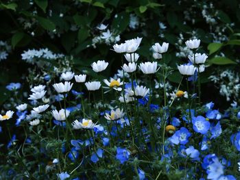 Close-up of white flowering plant on field