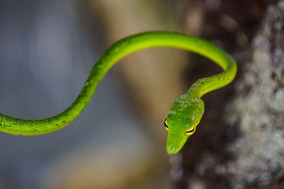 Close-up of green leaf