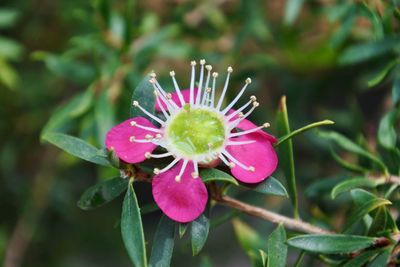Close-up of pink flower blooming outdoors
