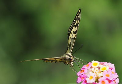 Close-up of butterfly pollinating on purple flower