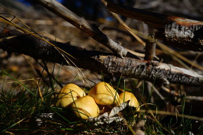 Close-up of fruits on field