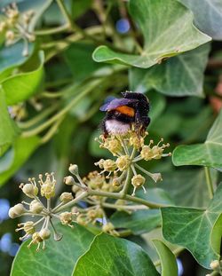 Close-up of bee on plant