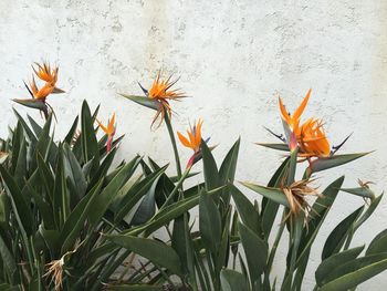 Close-up of flowers blooming outdoors