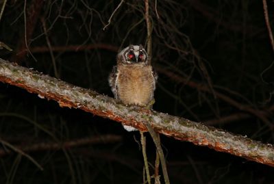 Close-up of bird perching on branch