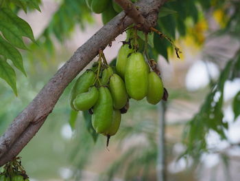 Close-up of fruit growing on tree