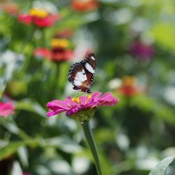 Close-up of butterfly pollinating on pink flower
