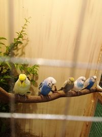 Close-up of parrot perching on wood in cage