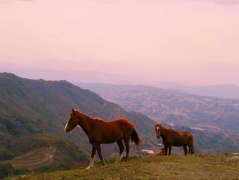 Horses standing on field against sky during sunset