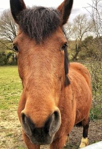 Close-up of a horse on field