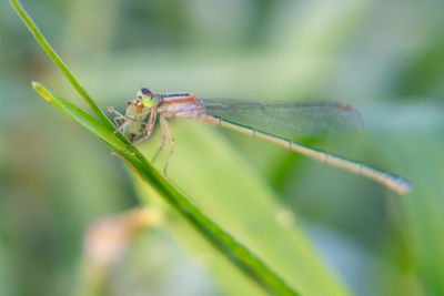 Close-up of grasshopper on leaf