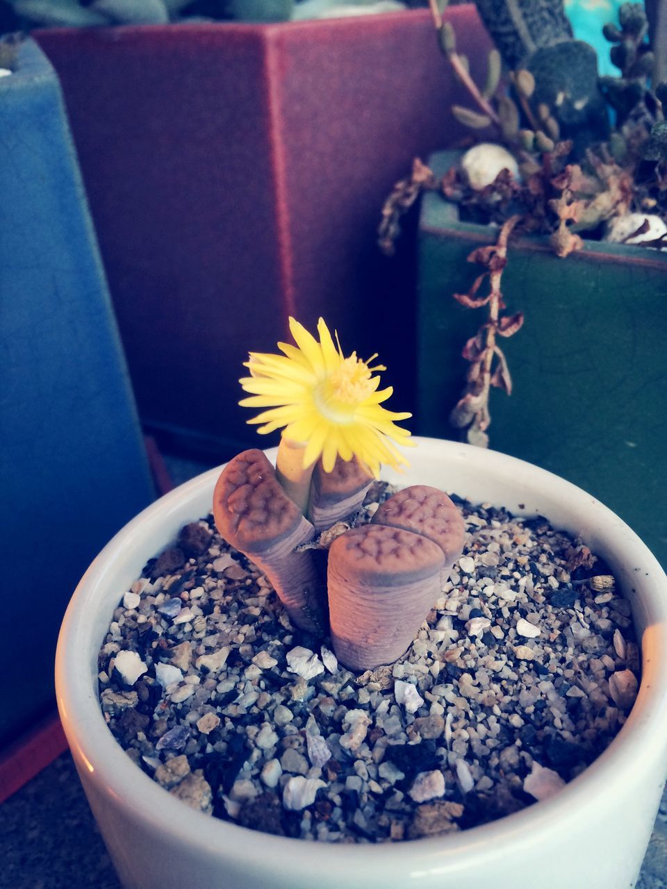 flower, freshness, plant, potted plant, petal, flower head, fragility, indoors, growth, high angle view, close-up, nature, cactus, yellow, day, beauty in nature, leaf, no people, blooming, sunlight