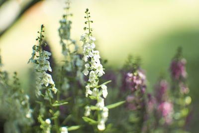 Close-up of purple flowering plant