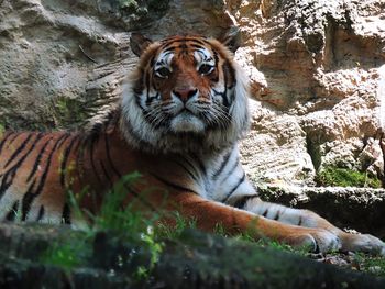 Portrait of a tiger on rock
